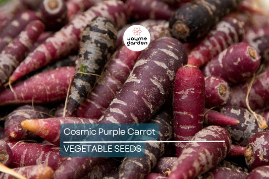 1,000 Cosmic Purple Carrot Seeds – Non-GMO, Open Pollinated, Great for Microgreens | USA Seller