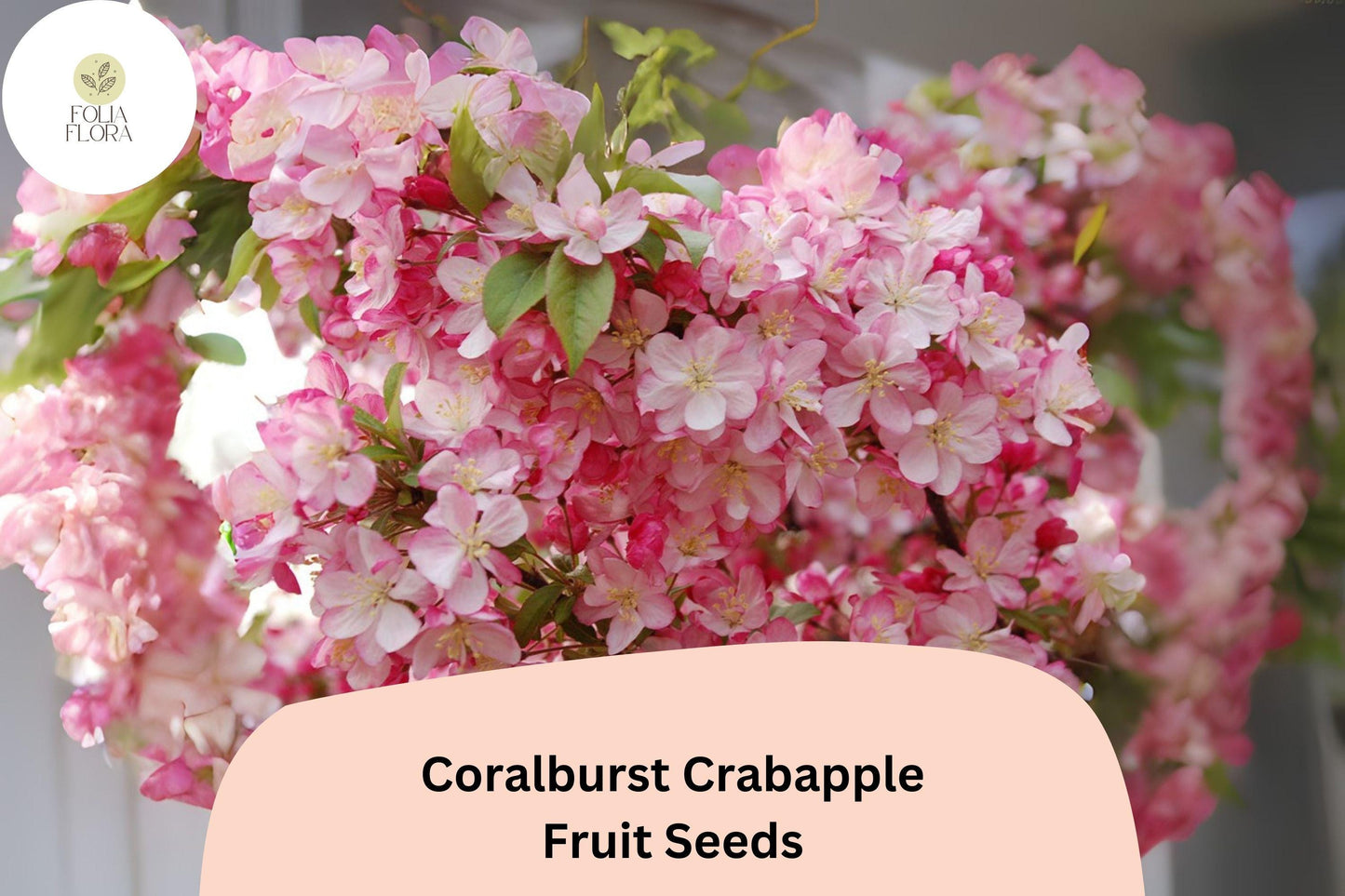 25+ Coralburst Crabapple Seeds | Malus ‘Coralburst’ Ornamental Tree | Coral-Pink Blossoms & Red Fall Fruit | Garden Planting