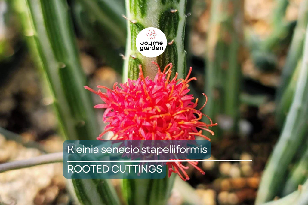Kleiniia Senecio Stepiliformis Succulent Pickle Plant - 2 Rooted Cuttings in 2" Pot