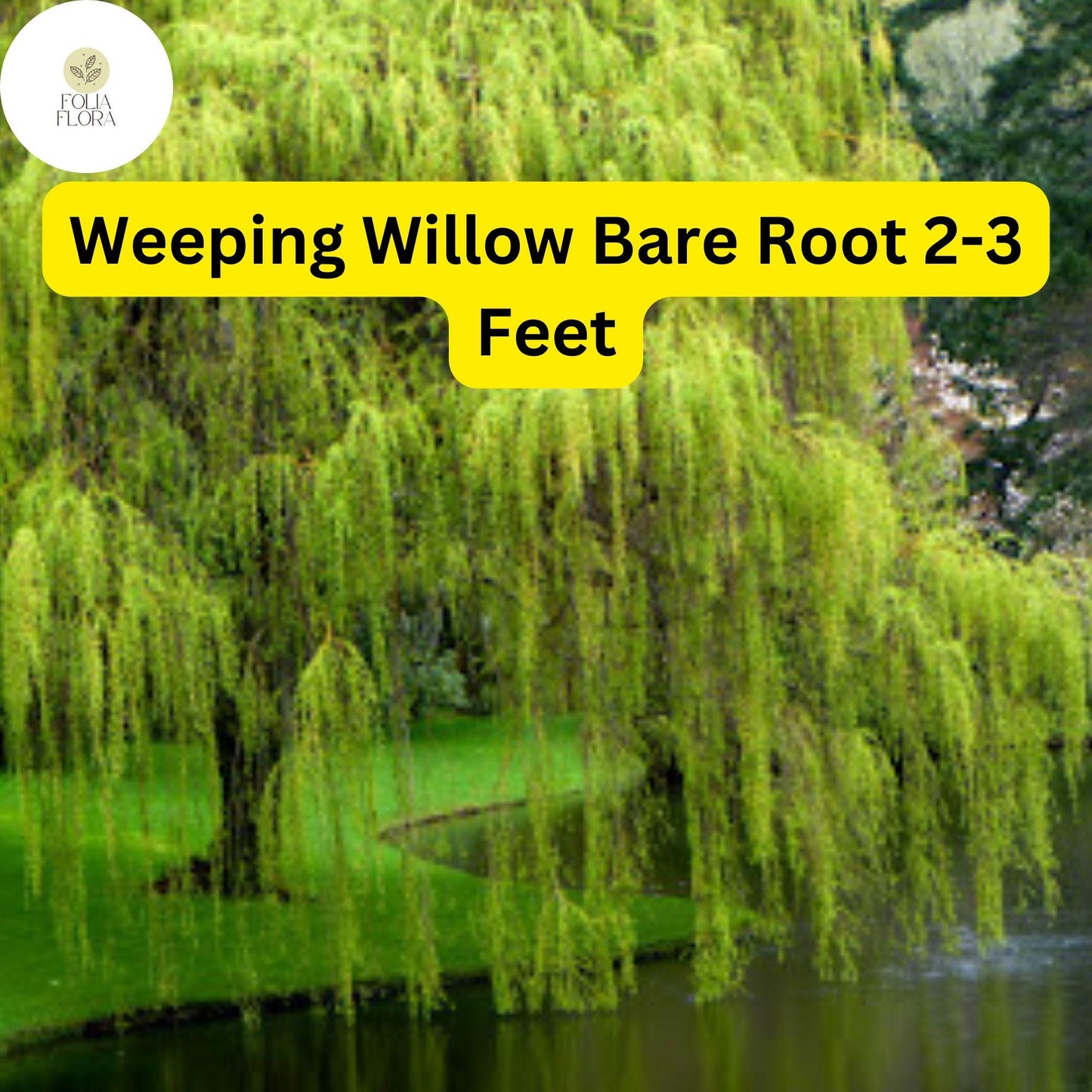 1 Weeping Willow Tree, Live Bare Root Plant, 2-3 Feet Tall, Fast-Growing Ornamental