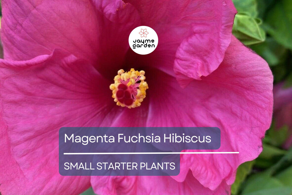 Exotic Magenta Fuchsia Hibiscus Starter Plant - Live Tropical Plant 2-5 Inches Tall - Bare Root Hibiscus for Gardens & Landscaping