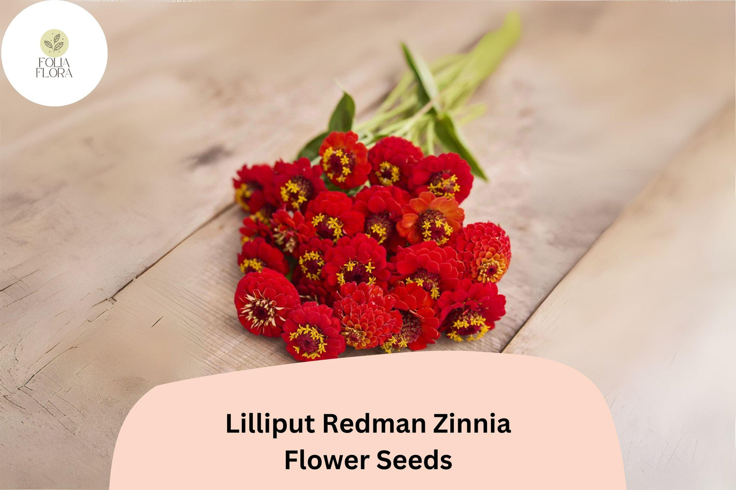 100+ Lilliput Redman Zinnia Seeds | Compact Heirloom Annual Garden Flowers | Easy to Grow Pollinator-Friendly Blooms