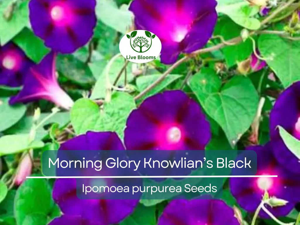 25 Seeds Morning Glory ‘Knowlian’s Black’ – Ipomoea purpurea – Rare Deep Purple-Black Vine – Non-GMO, Hummingbird Favorite