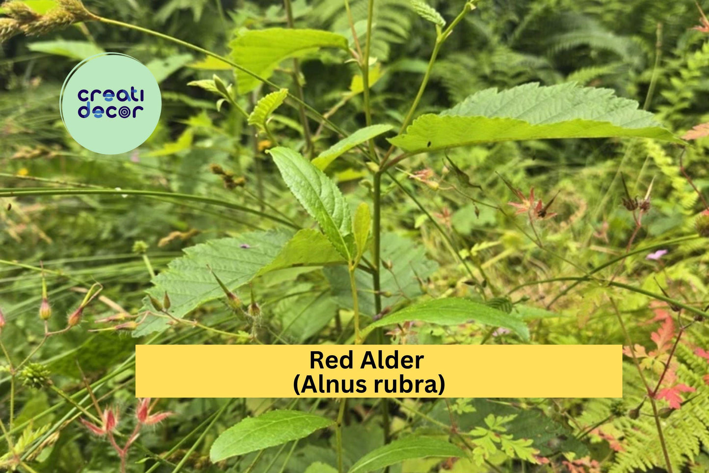 Red Alder Trees | Set of 3 Live Bare Root Seedlings 24–28" | Alnus rubra Native Oregon Alder for Reforestation & Landscaping