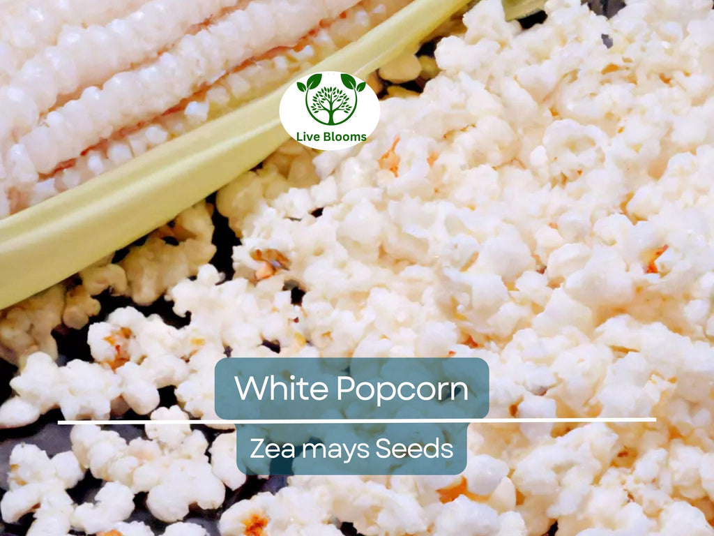 50 White Popcorn Seeds, Non-GMO Japanese Hulless Corn (Zea mays), Home Garden, Healthy Popcorn, Premium Organic, Easy to Grow