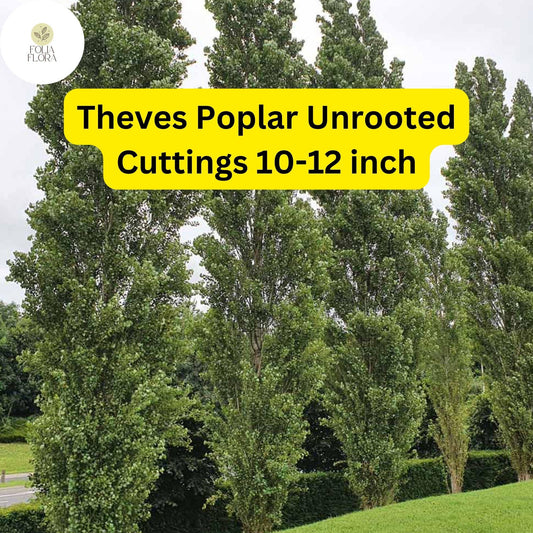 10 Unrooted Cuttings Theves Poplar (Populus nigra ‘Afghanica’) - Easy-to-Root 10-12 Inch