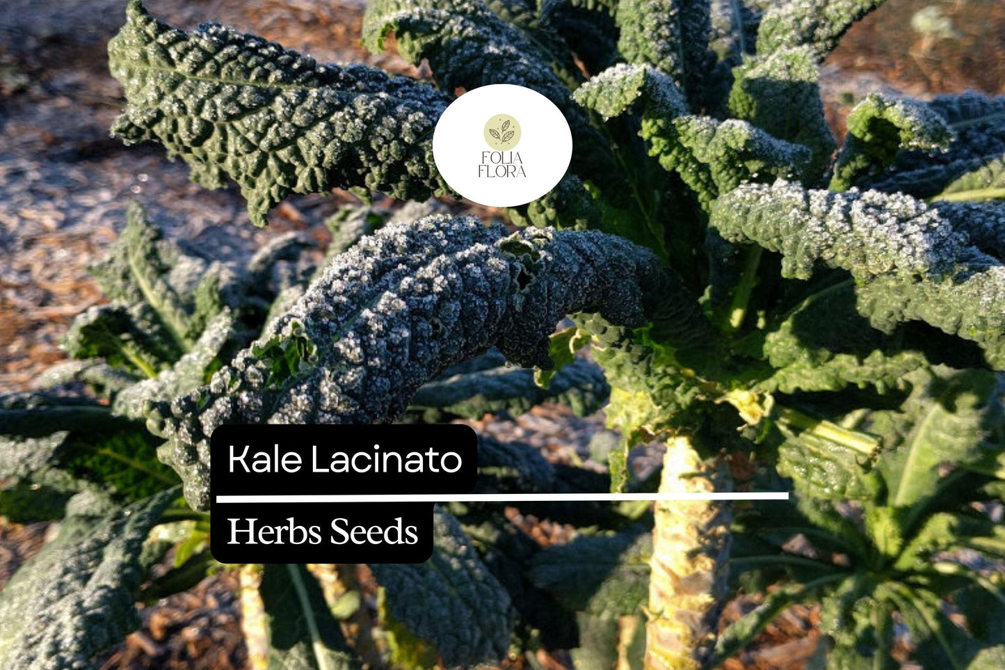 200 Seeds Lacinato Brassica oleracea | Dinosaur Kale, Non-GMO, Heirloom, Nutrient-Rich, Easy to Grow, Perfect for Salads & Soups