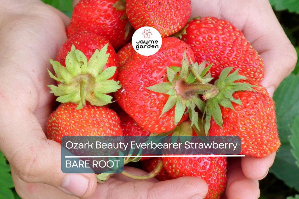 Ozark Beauty Everbearer Strawberry Plants - 25 Bareroot Plants, Sweet & Hardy, Zones 3-8