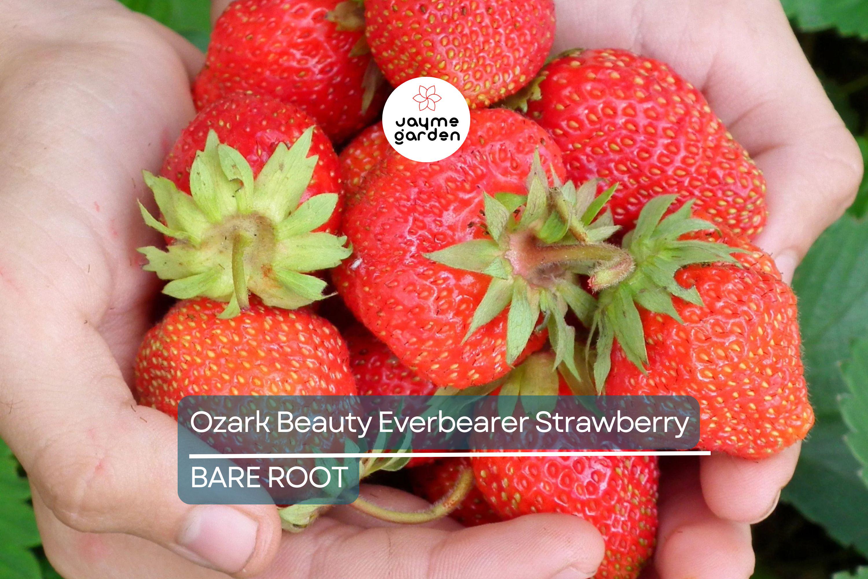Ozark Beauty Everbearer Strawberry Plants - 25 Bareroot Plants, Sweet & Hardy, Zones 3-8