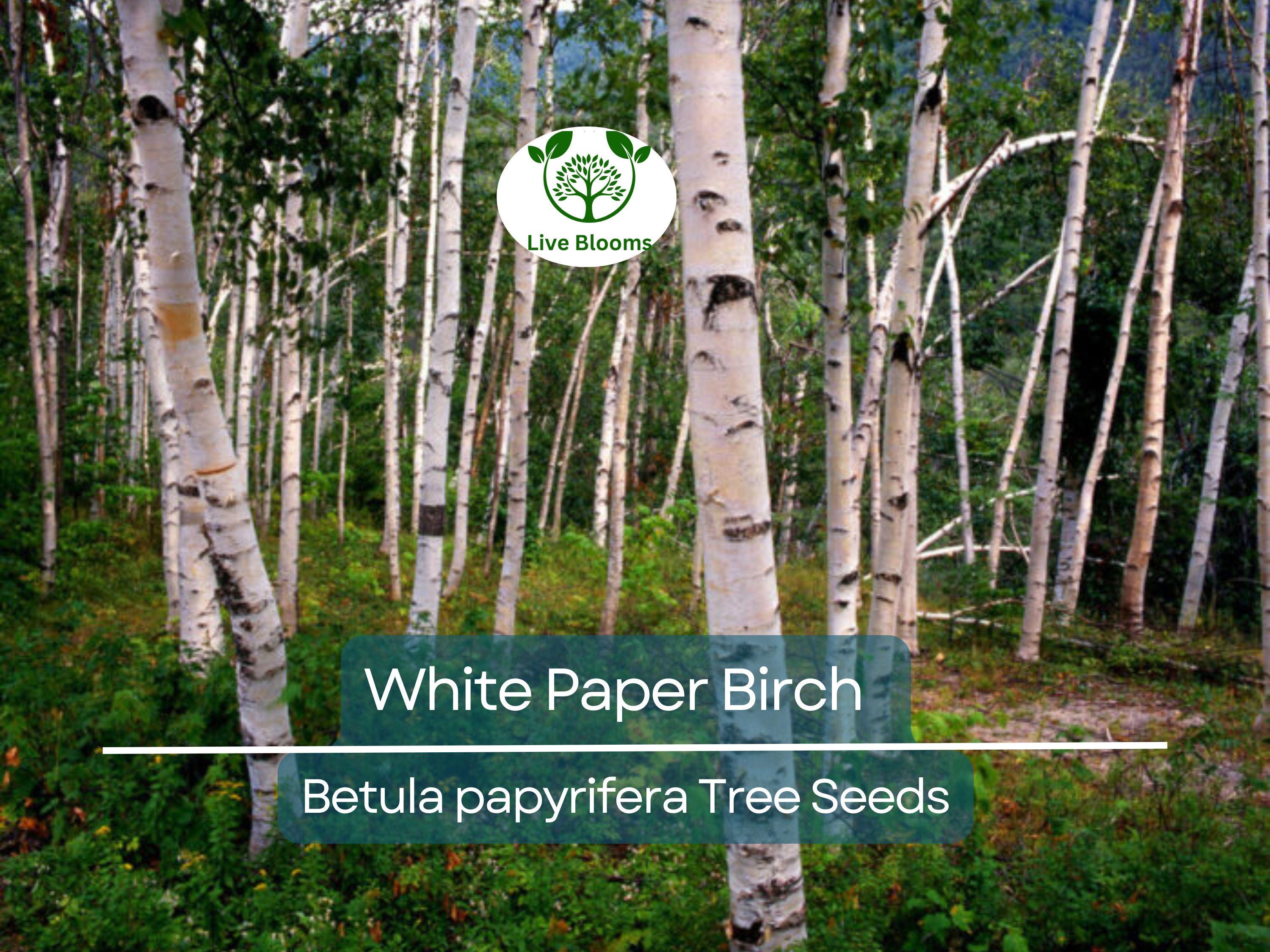 50 White Paper Birch Tree Seeds (Betula papyrifera) | Fast-Growing, Showy & Hardy | Native Birch Tree for Landscaping Gardens