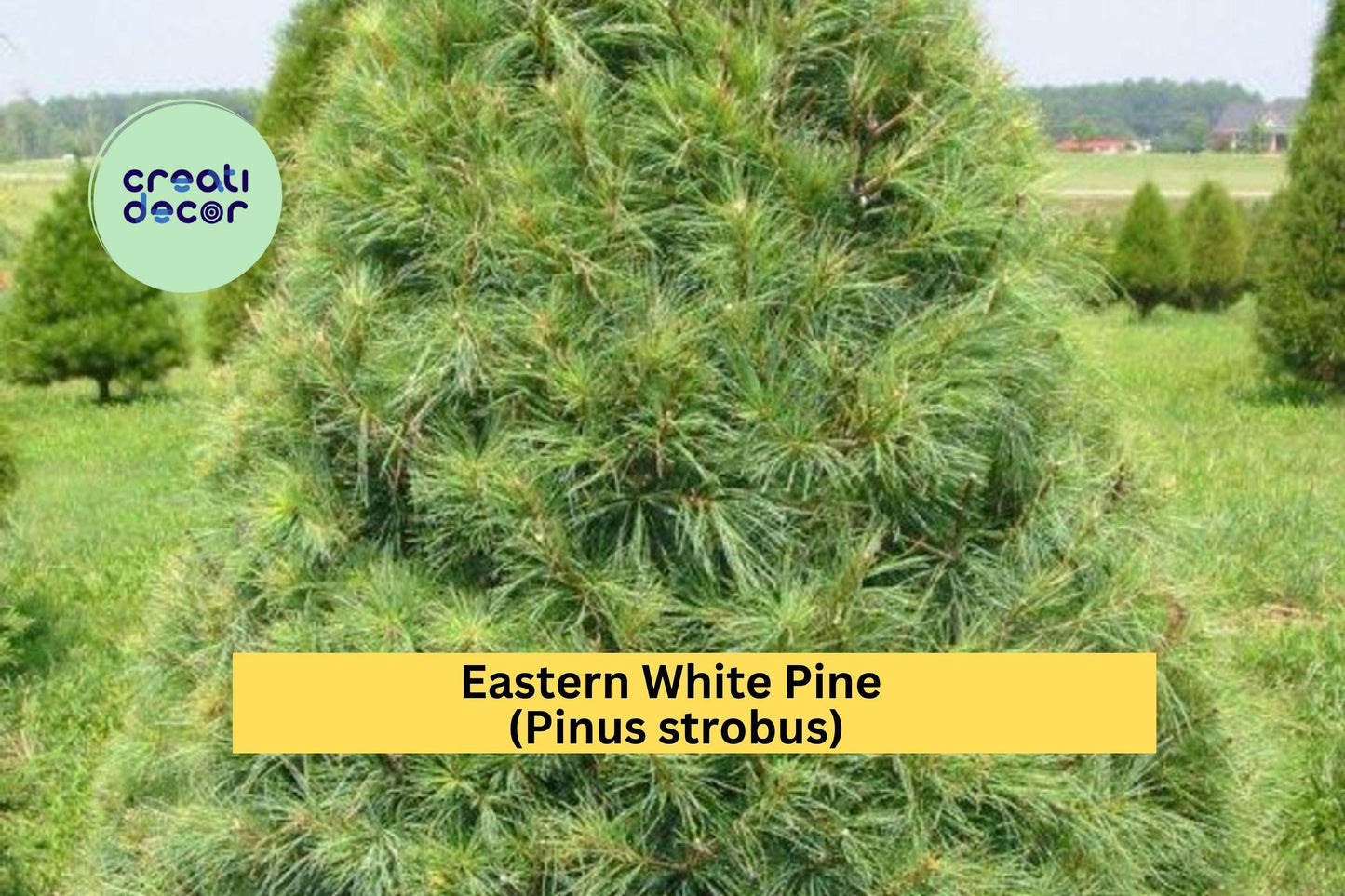 25 White Pine Seedlings | 6–10 Inch Bare Root Transplants | Live Eastern White Pine Trees for Landscaping, Reforestation & Windbreaks
