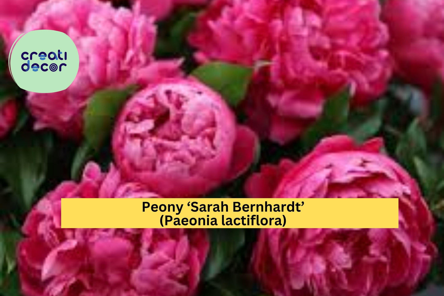 Sarah Bernhardt Peony Bare Root – Paeonia lactiflora – Pink Double Bloom Flowering Plant for Garden Borders or Cut Flower Beds
