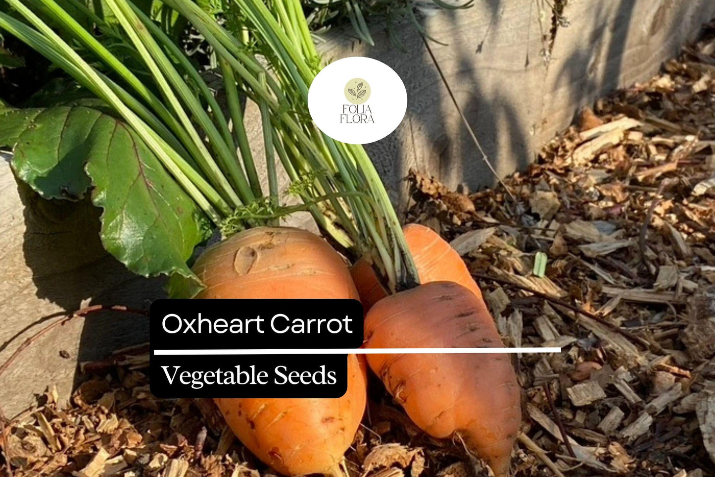 200 Seeds Oxheart Carrot (Daucus carota) – Heirloom, Short & Thick Roots, Sweet Flavor, Ideal for Heavy Soils