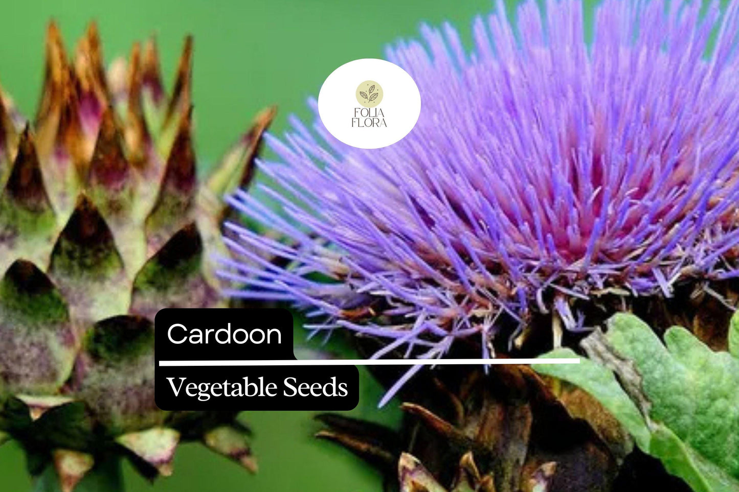 30 Seeds Cardoon, Cynara Cardunculus, Ornamental Edible Perennial with Artichoke Flavor