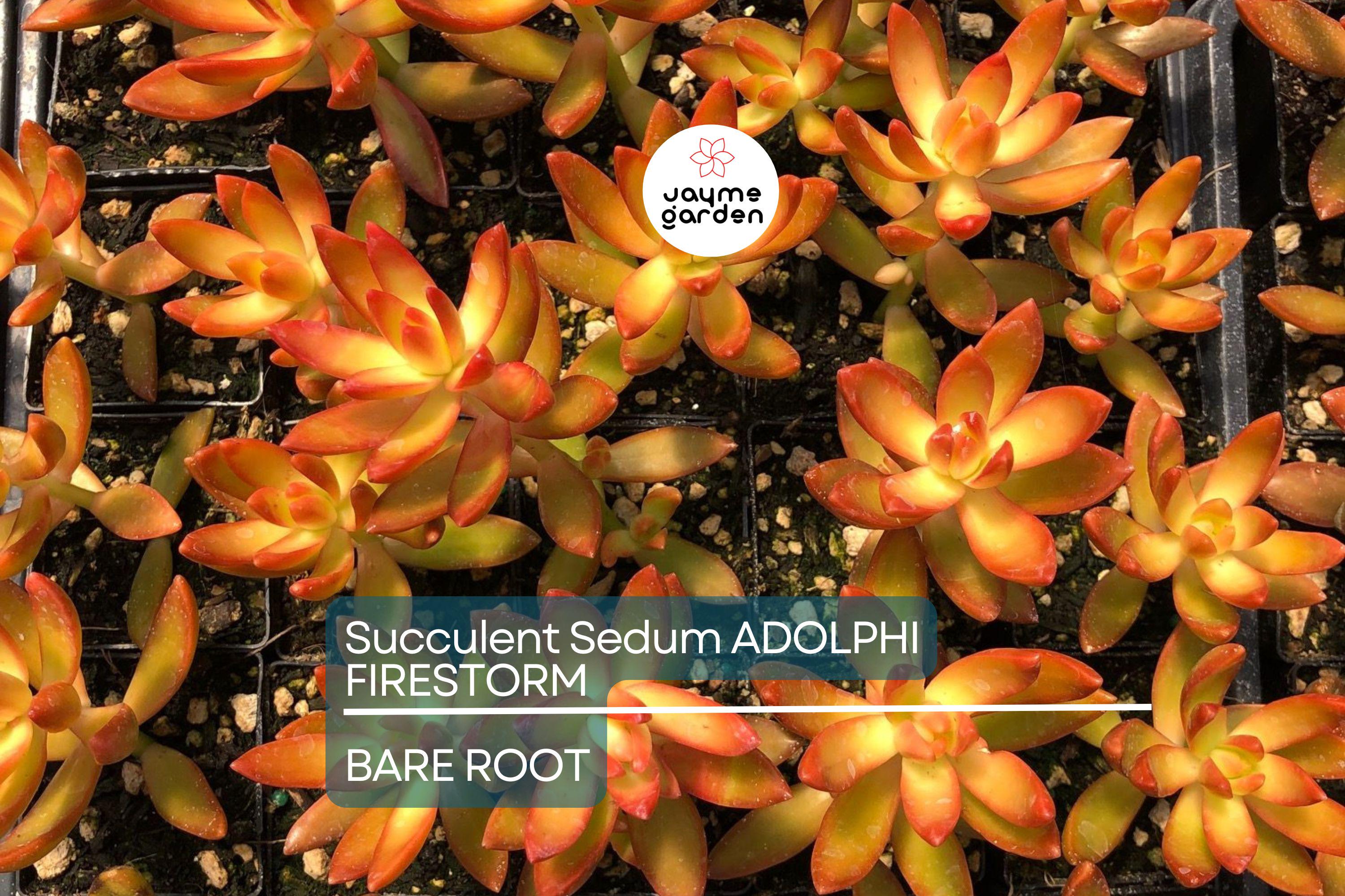 Sedum Adolphi Firestorm - 5 Live Cuttings, Yellow-Red Rosettes, Perfect for Succulent Gardens, USDA Zones 9-11