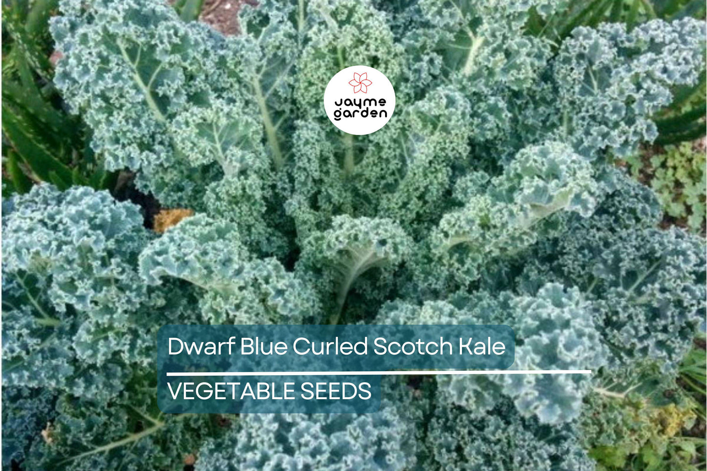 1,500 Dwarf Blue Curled Scotch Kale Seeds – Non-GMO Heirloom, Hardy, Free Shipping