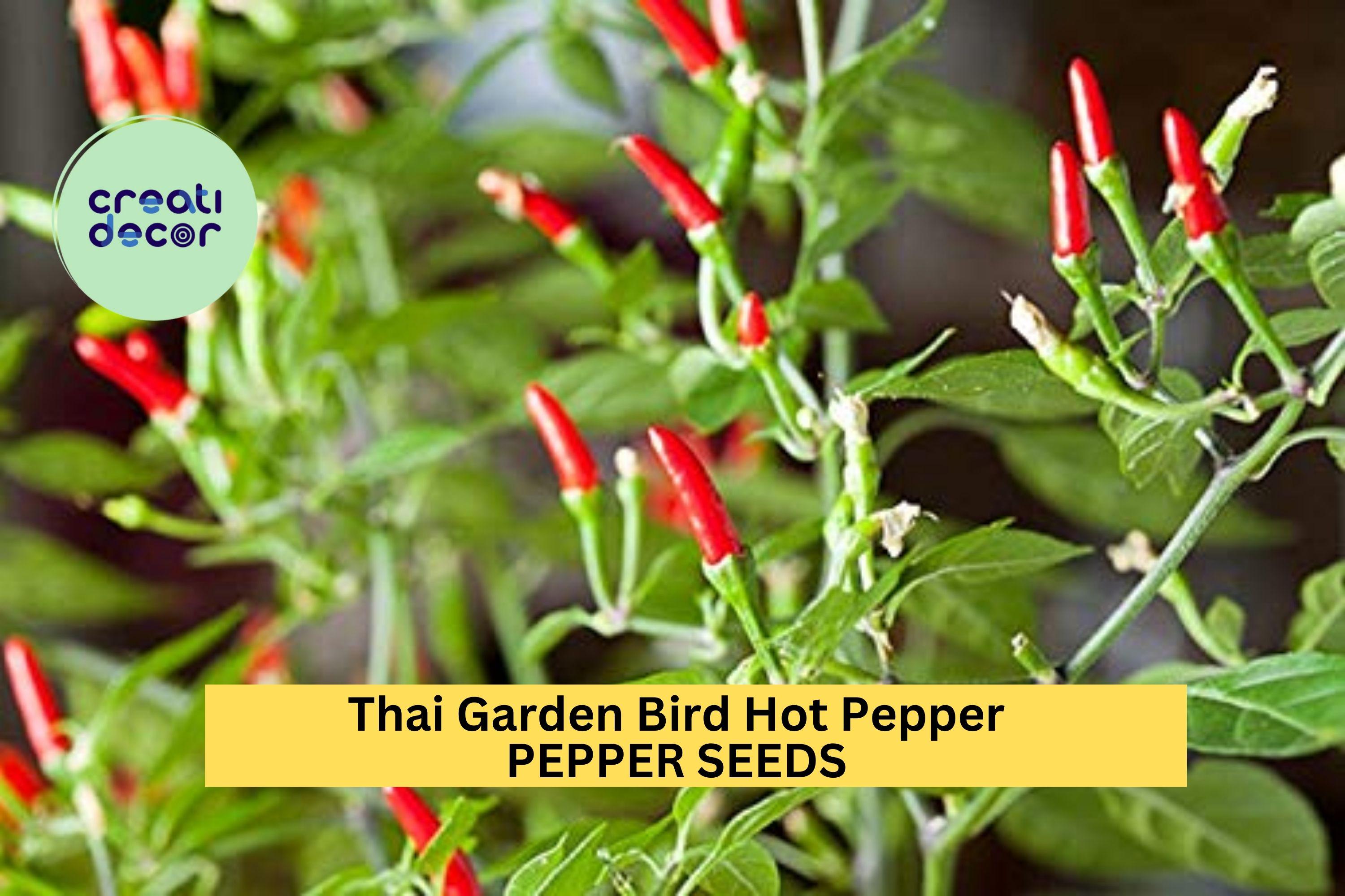 3pcs of 250mg Thai Bird Chili Seeds – Spicy Thai Prik Phao Peppers for Gardens, Hot Sauces, & Container Growing Seeds for Planting