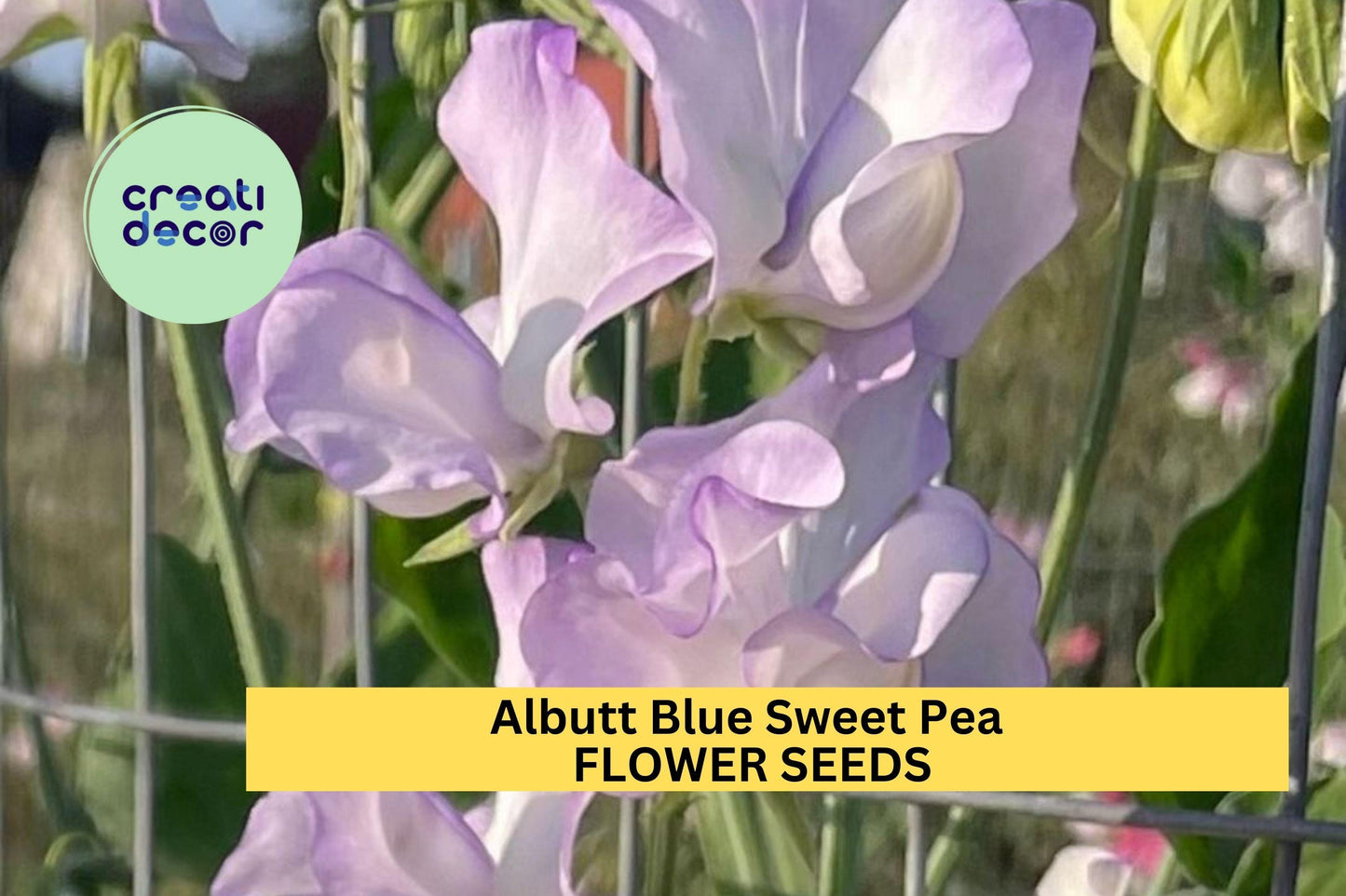 50+ Albutt Blue Sweet Pea Seeds – Cream & Lavender Fragrant Blooms for Garden Planting, Climbing Vines for Trellises – USA