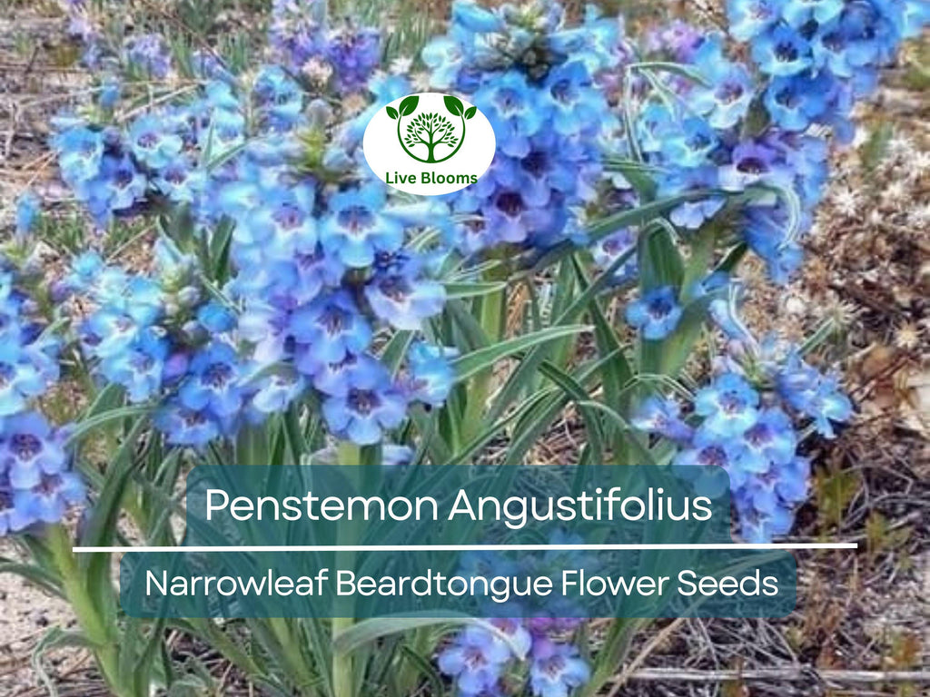 100 mg Seeds Penstemon Angustifolius (Narrowleaf Beardtongue) for Planting | Native Perennial Wildflower for Pollinator Gardens