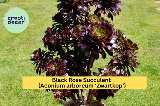 Black Rose Succulent – Aeonium arboreum ‘Zwartkop’ – 1.8" Live Bare Root Plant, Dark Purple Rosette, Easy Indoor or Outdoor Grow