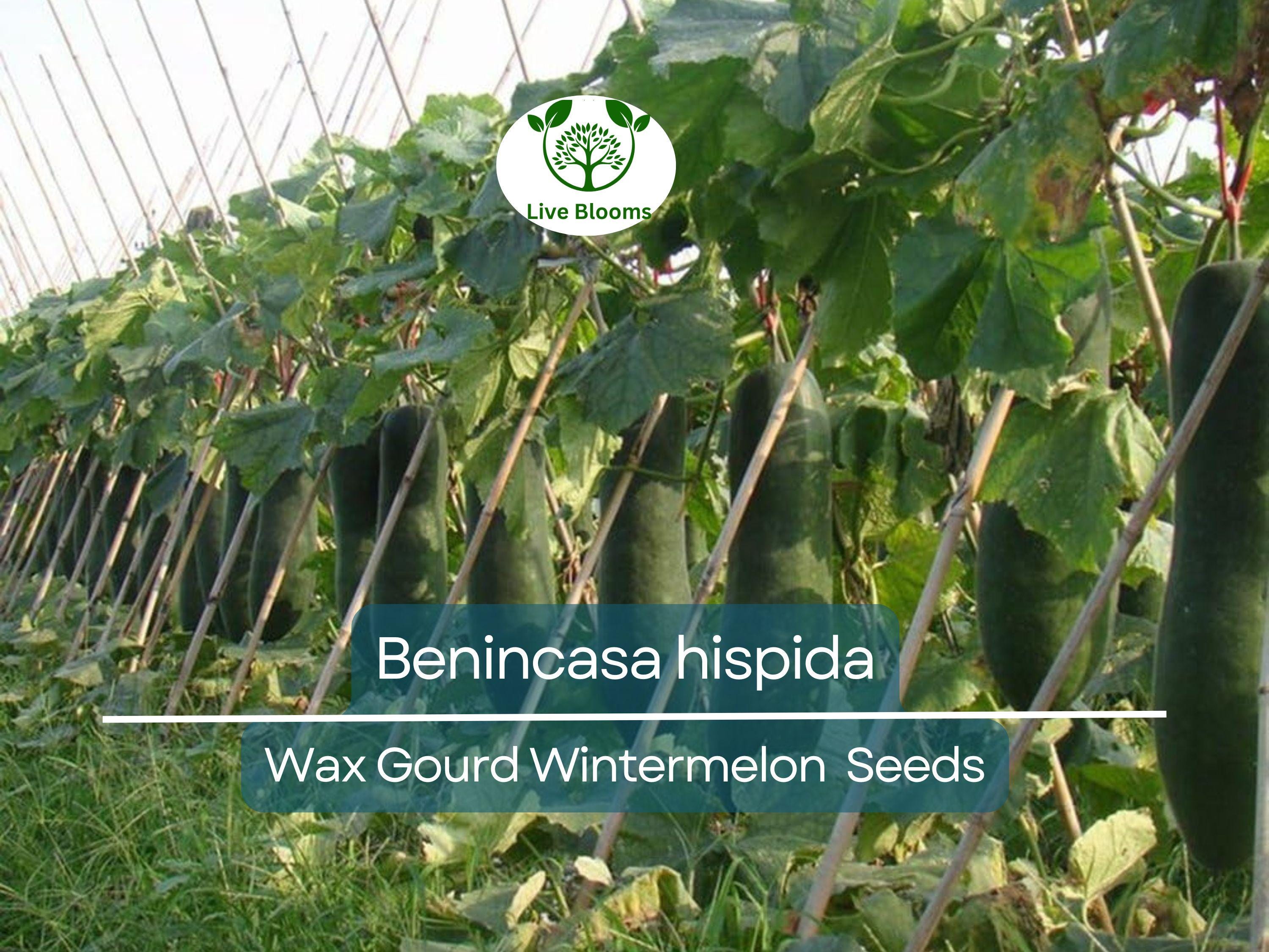 10 Seeds Wax Gourd Wintermelon (Benincasa hispida) – Non-GMO, Heirloom, Edible, Easy to Grow, Perfect for Garden Planting & Fresh Harvests