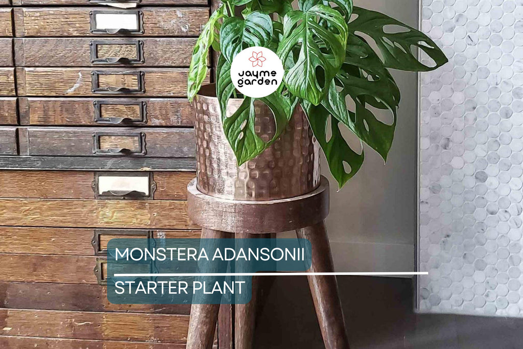 Monstera Adansonii (Swiss Cheese Plant) Live Starter Plant Easy Care, Climbing Tropical Beauty | 6" Cutting
