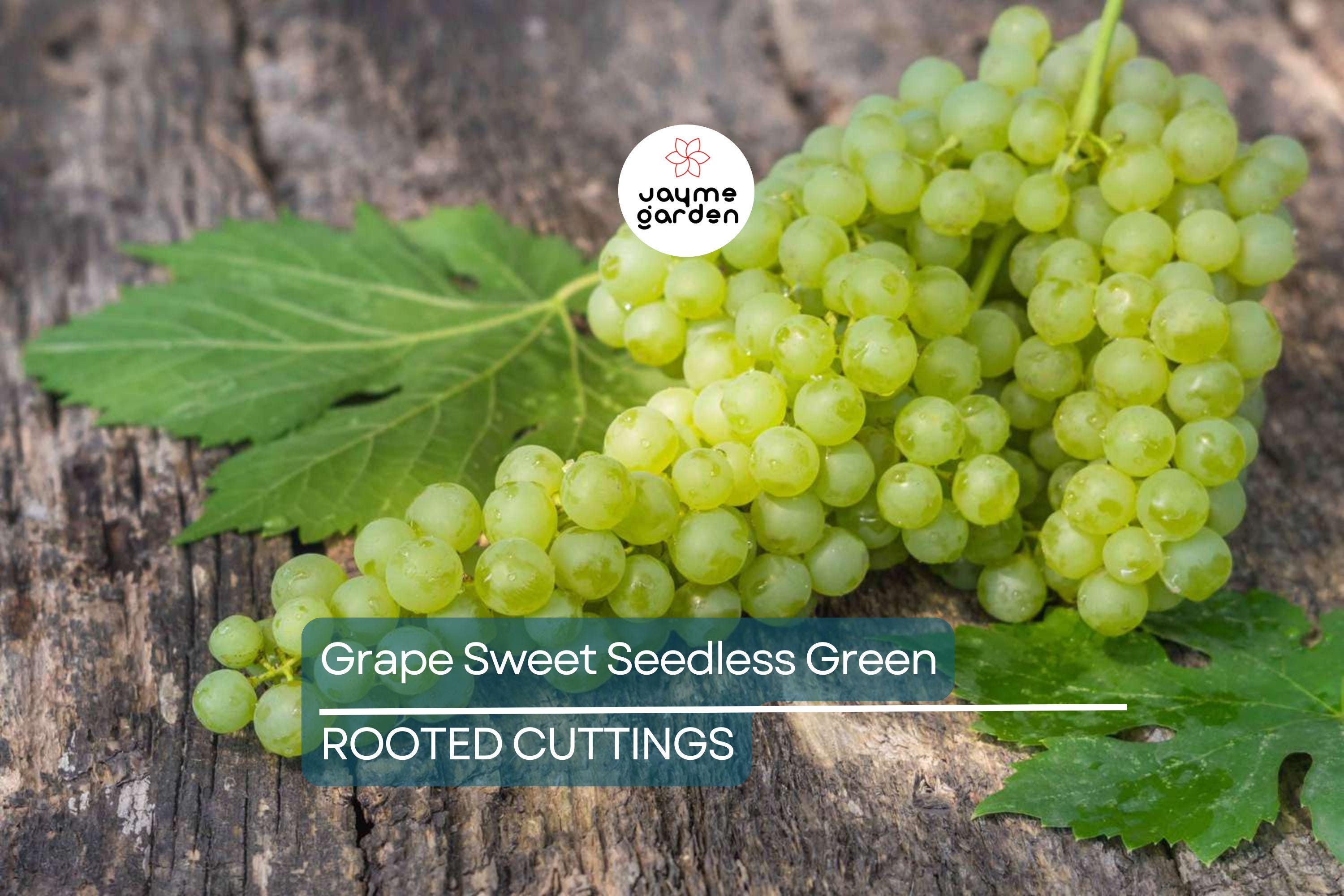 Grape Vine 18” Rooted Cutting – Sweet Seedless Green Grape Plant – Ready to Plant – Local Pickup Only