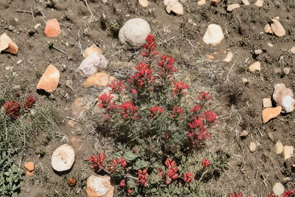 Castilleja Angustifolia Indian Paintbrush Seeds – 300 Native Prairie Wildflower Seeds