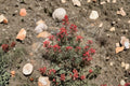 Castilleja Angustifolia Indian Paintbrush Seeds – 300 Native Prairie Wildflower Seeds