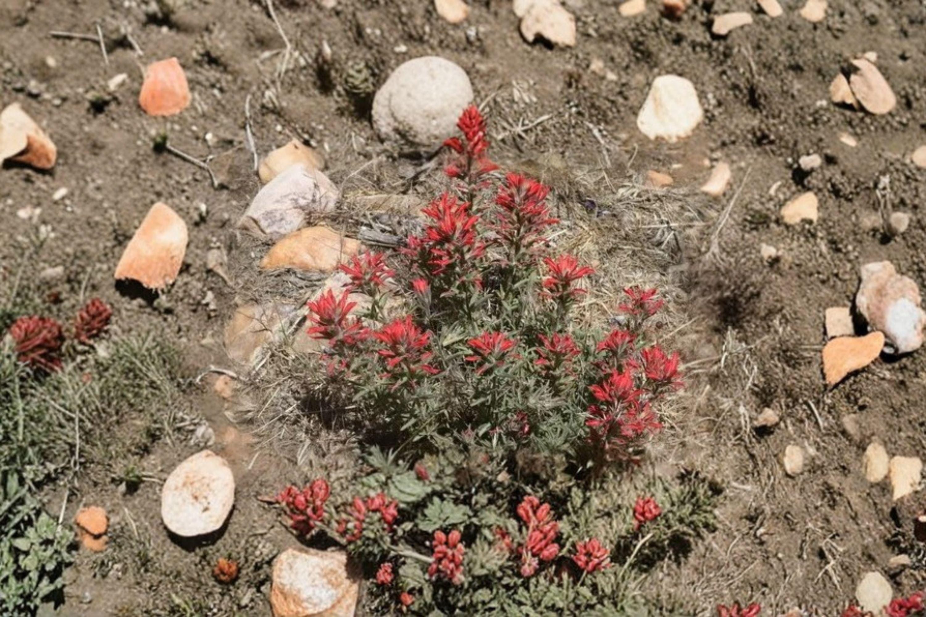 Castilleja Angustifolia Indian Paintbrush Seeds – 300 Native Prairie Wildflower Seeds