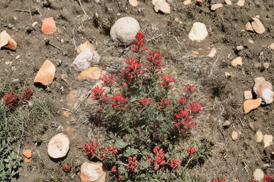 Castilleja Angustifolia Indian Paintbrush Seeds – 300 Native Prairie Wildflower Seeds