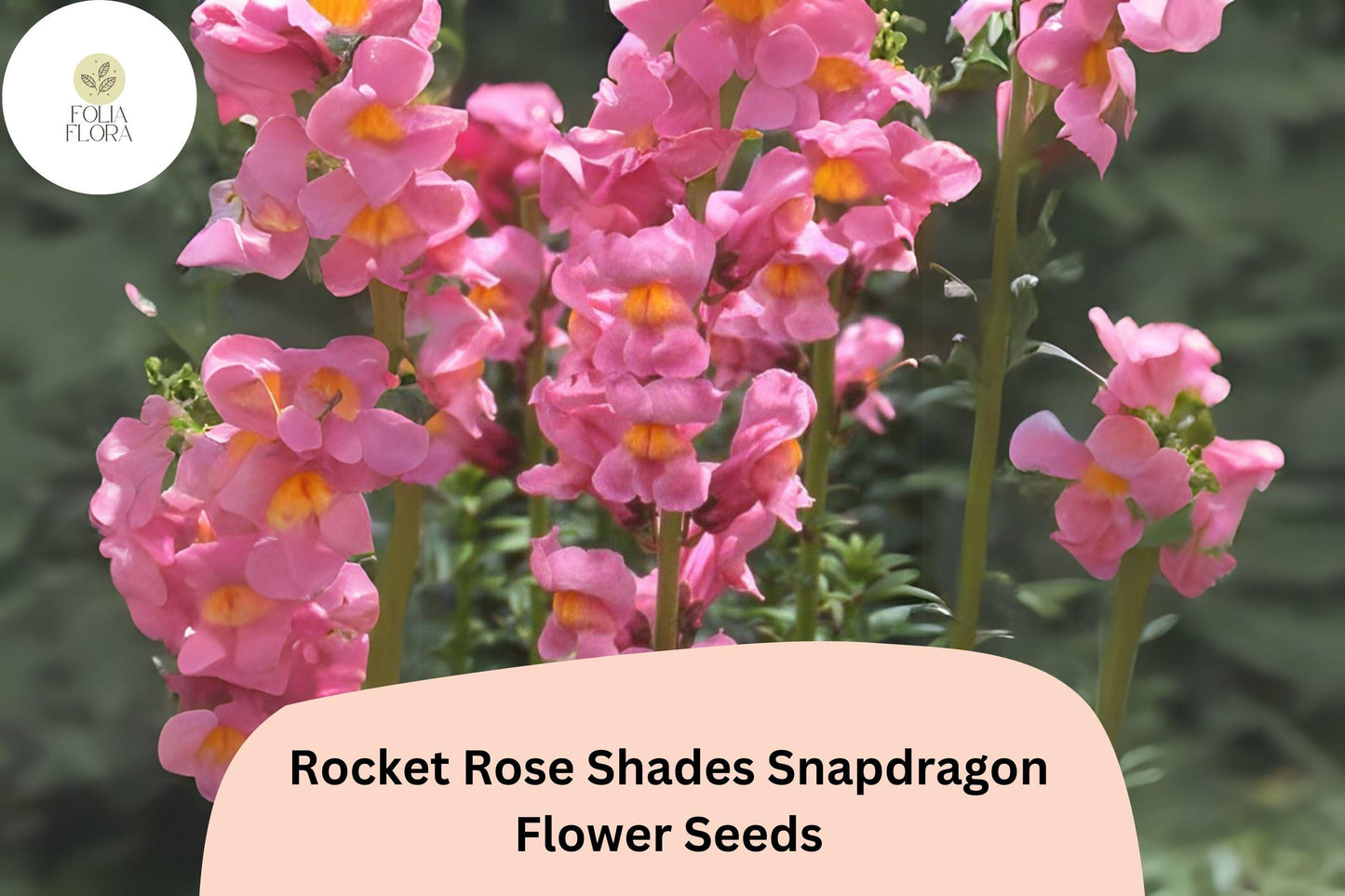 Antirrhinum majus Rocket Rose Shades Snapdragon Seeds – 1000+ Elegant Pink & Rose Blooms for Garden and Bouquets