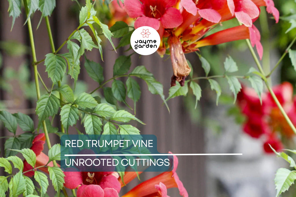 12 Live Red Trumpet Vine Clippings | Campsis Radicans | Perennial Hummingbird Vine | Fast-Growing | Organic Starts |
