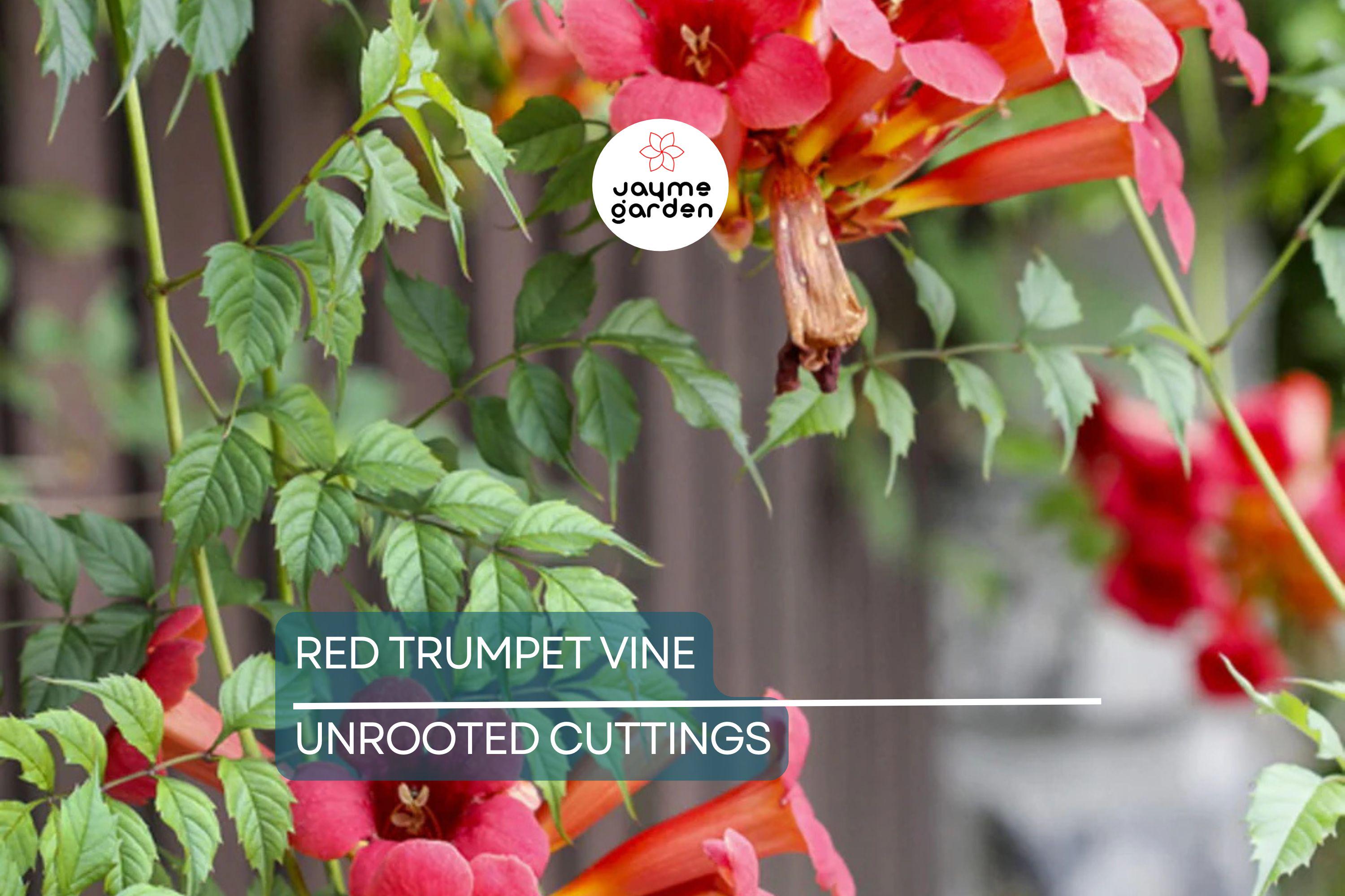 12 Live Red Trumpet Vine Clippings | Campsis Radicans | Perennial Hummingbird Vine | Fast-Growing | Organic Starts |