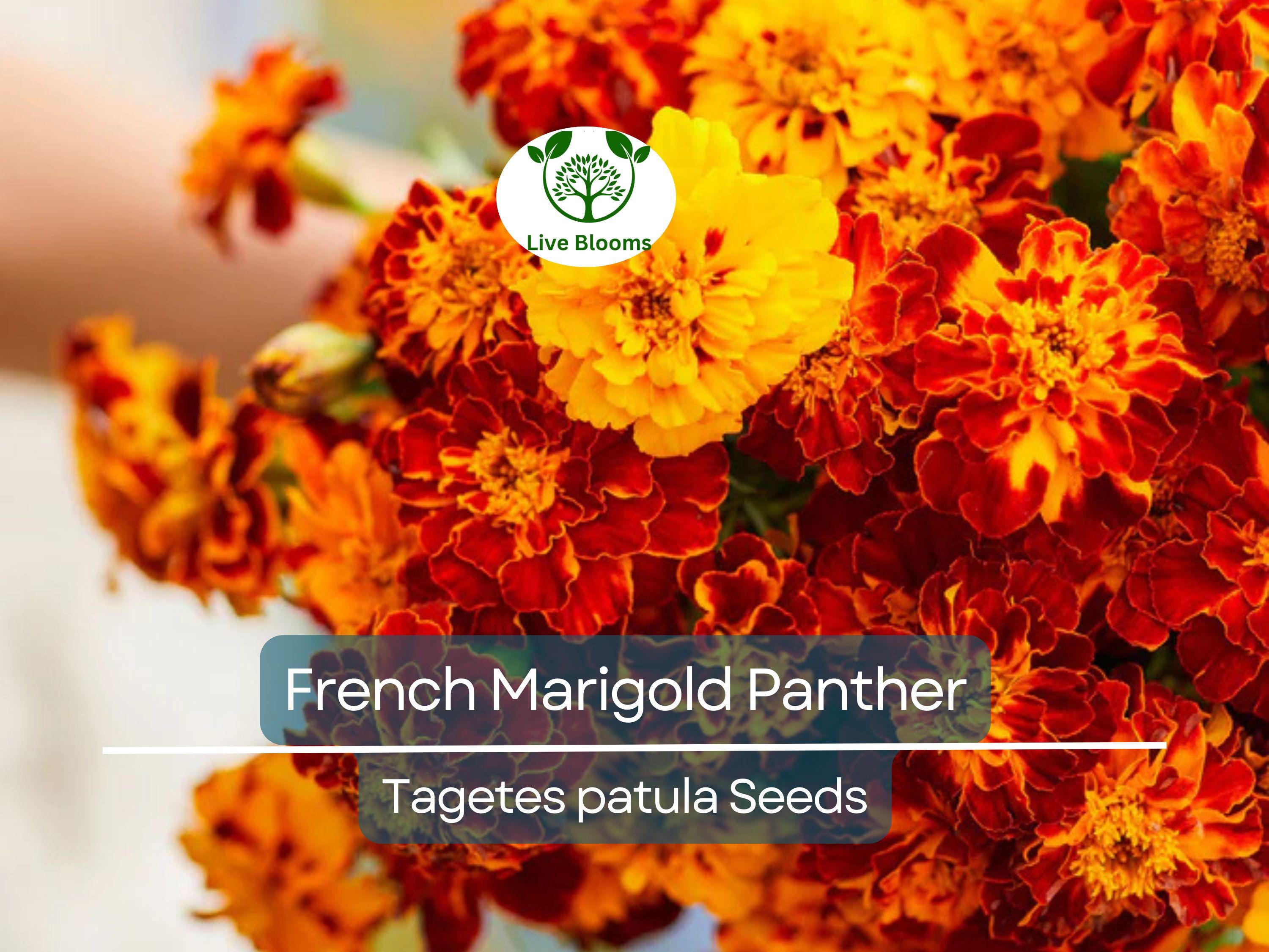 200 Seeds French Marigold Panther - Beneficial Edible, Dwarf Variety, Non-GMO, Attracts Butterflies, Garden & Culinary Use