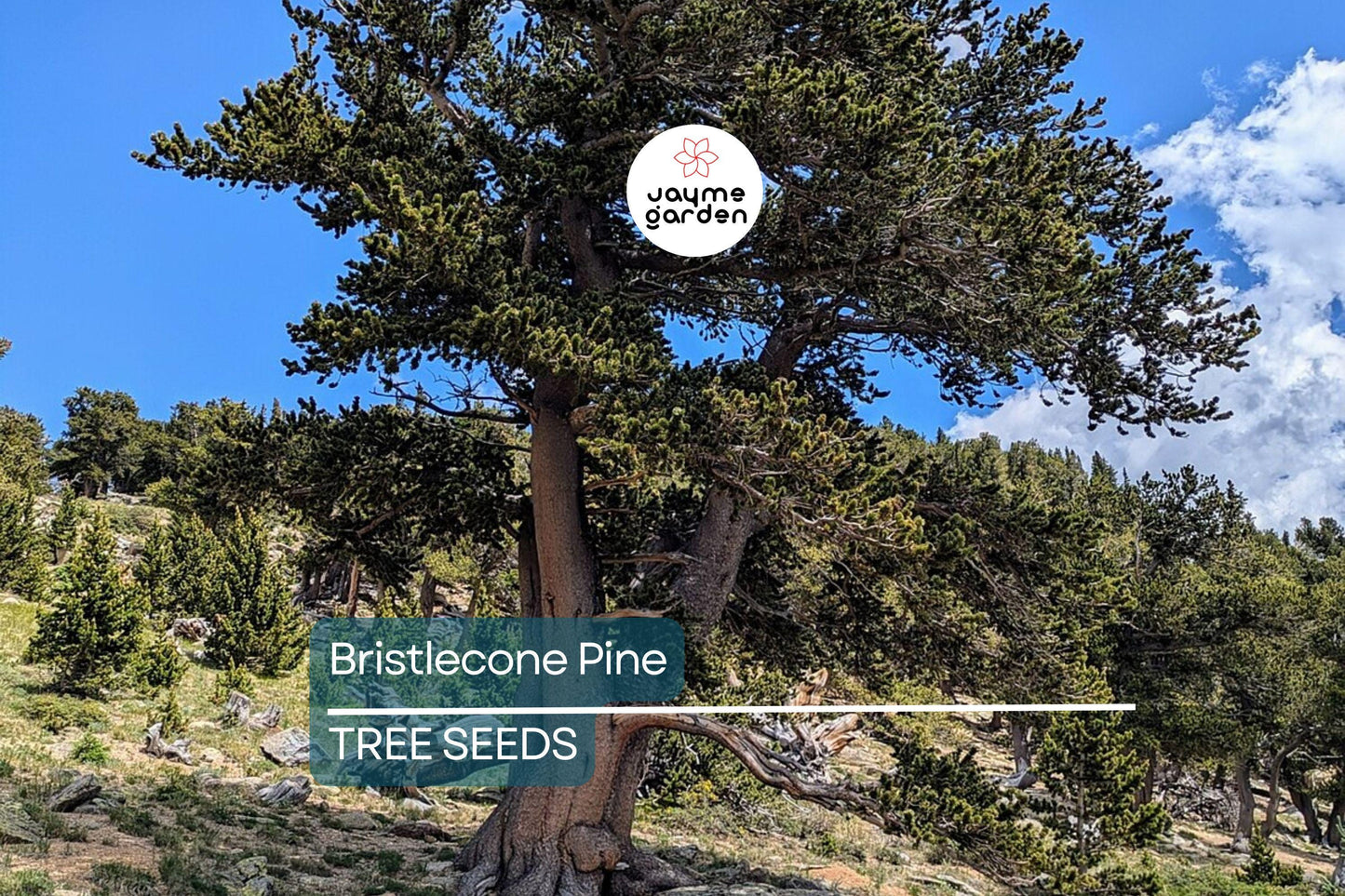 10 Bristlecone Pine Seeds (Pinus aristata) – Oldest Living Tree in the World, Rocky Mountain Native, Long-Lived, USDA Zones 4-7