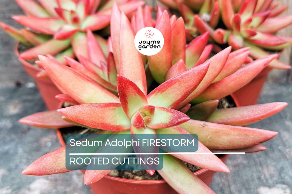 1 Sedum Adolphi Firestorm Succulent - Rooted Plant in 2” Pot - Red-Orange Coppertone, Easy Care, Perfect for Containers