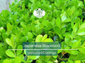 12 Japanese Boxwood Unrooted Cuttings | Buxus microphylla, Bush Hedge Plant, Evergreen Shrub for Garden