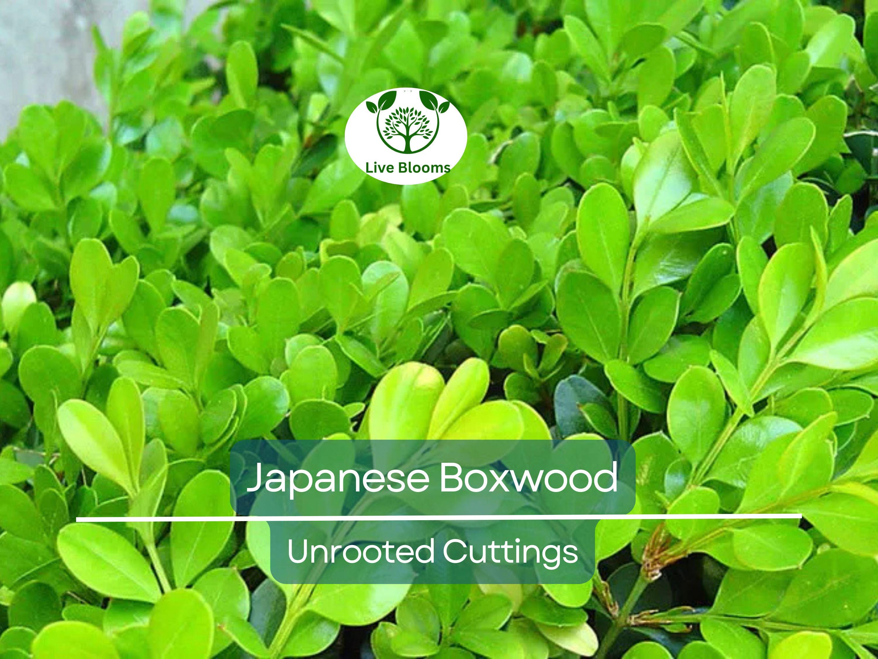 12 Japanese Boxwood Unrooted Cuttings | Buxus microphylla, Bush Hedge Plant, Evergreen Shrub for Garden