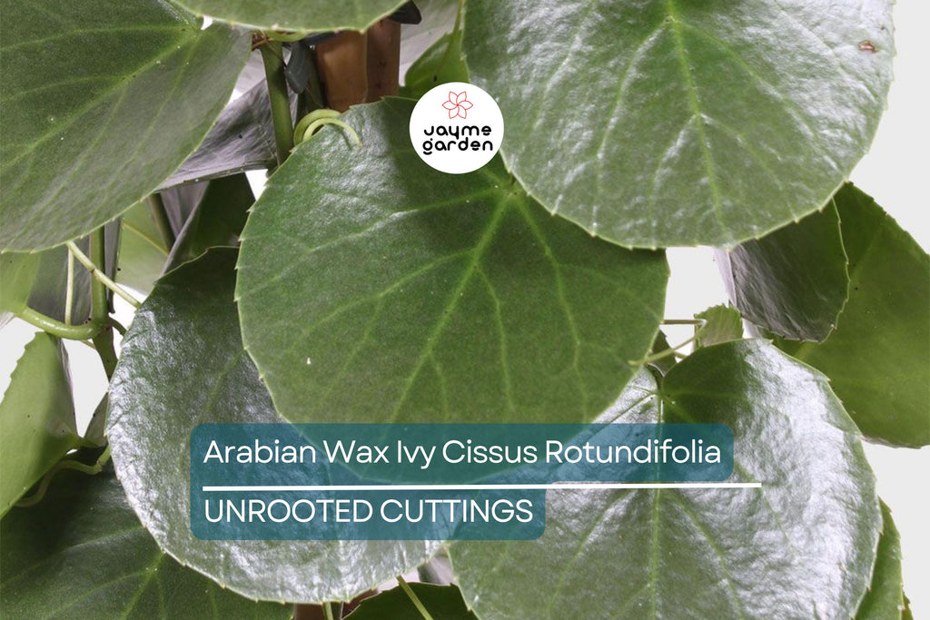 RARE Arabian Wax Ivy (Cissus Rotundifolia) Unrooted Cutting - Unique Live Houseplant Starter for Indoor Decor & Easy Care