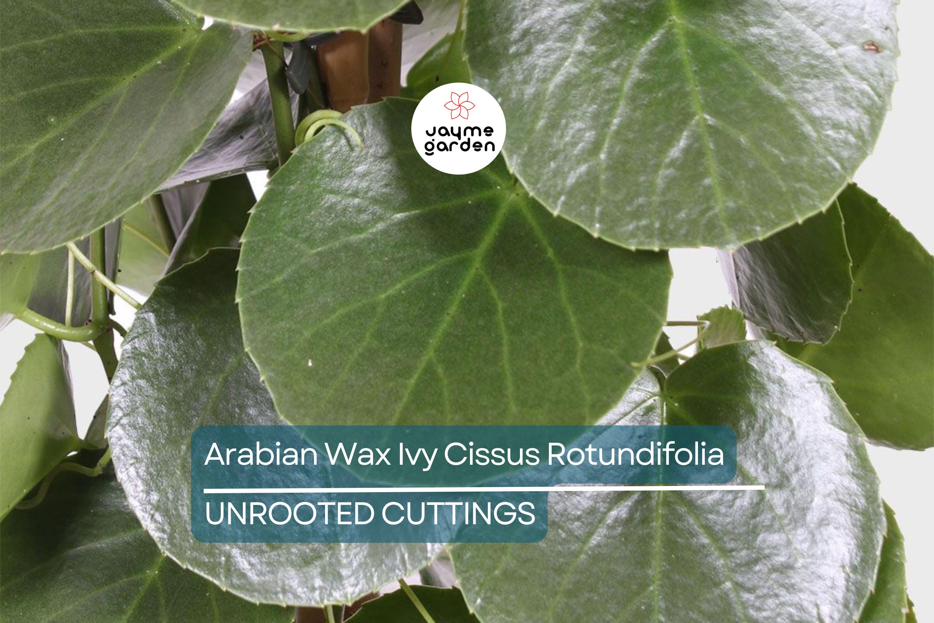 RARE Arabian Wax Ivy (Cissus Rotundifolia) Unrooted Cutting - Unique Live Houseplant Starter for Indoor Decor & Easy Care