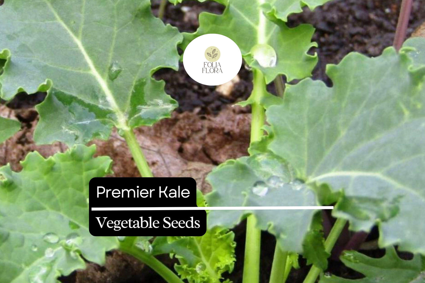 200 Seeds Premier Kale (Brassica oleracea) – Nutritious, Hardy, and Fast-Growing Leafy Green