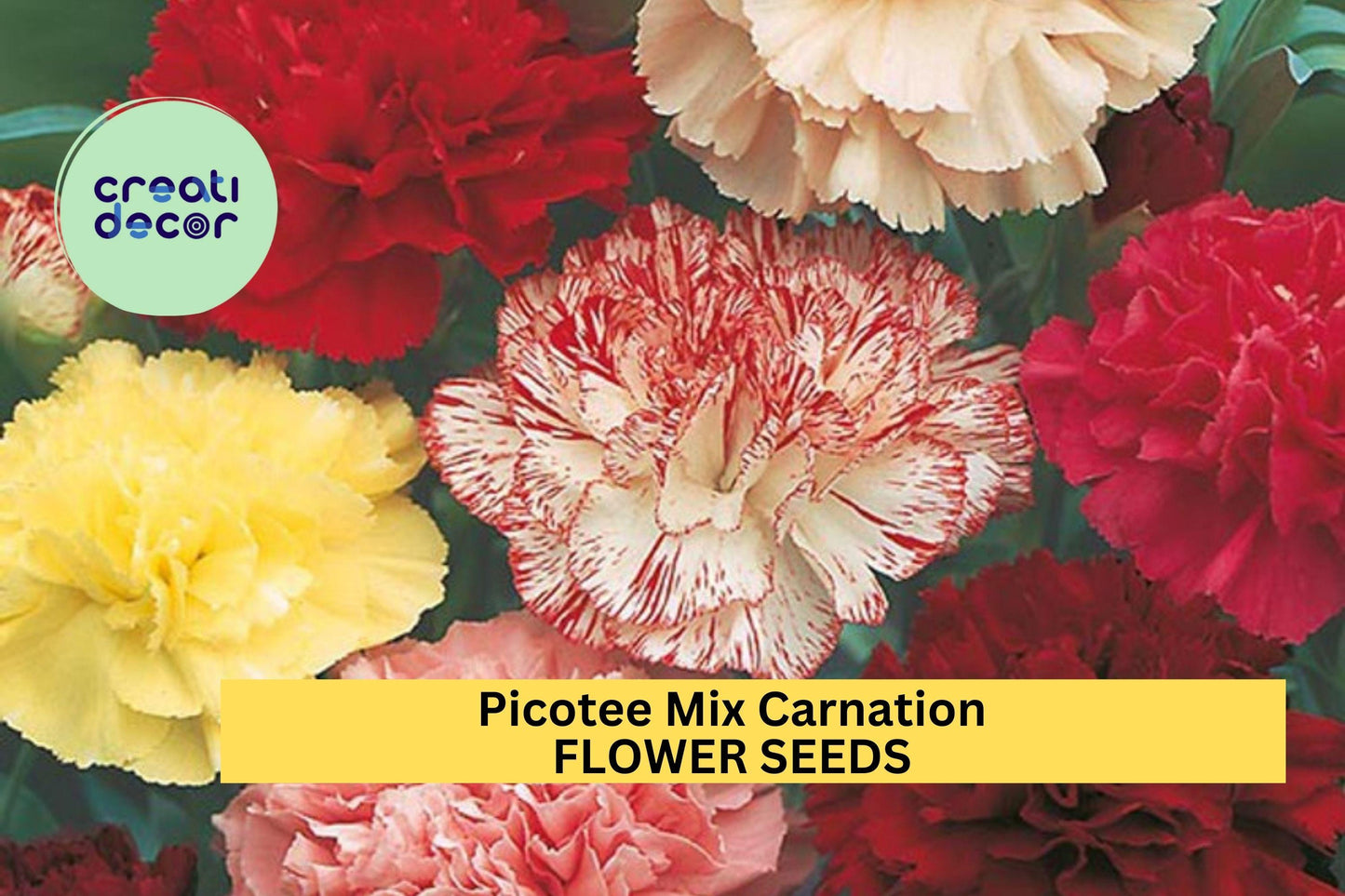 200+ Picotee Mix Carnation Seeds – Ruffled Bi-Color Blooms for Garden Planting, Fragrant Cut Flowers for Beds & Bouquets – USA