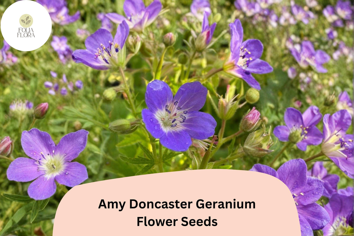 25+ Amy Doncaster Geranium Seeds | Hardy Perennial Cranesbill | Purple Garden Flower Seeds