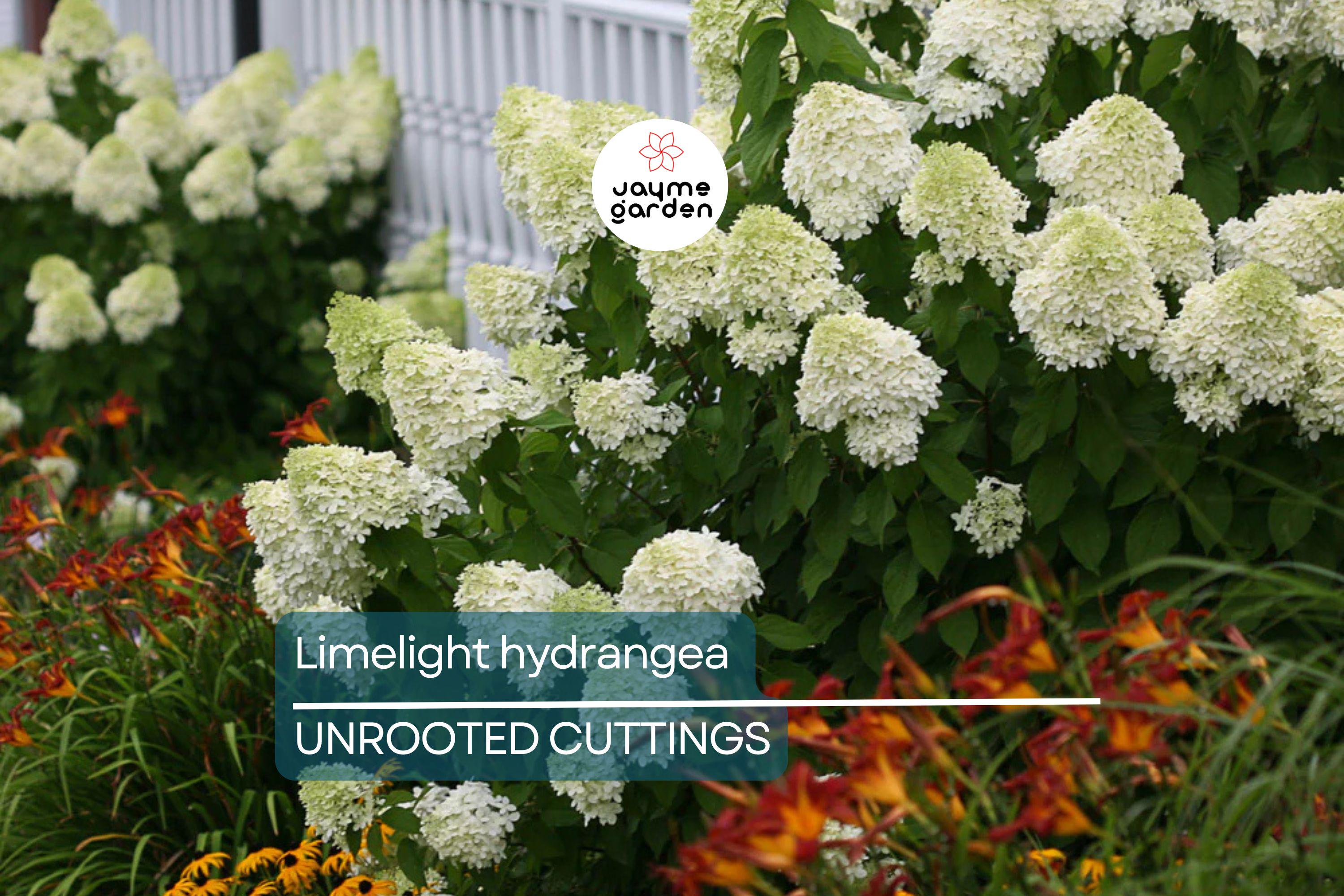 8 Unroot Cuttings Hydrangea Limelight Super Rare Paniculata | Fresh For Rooting or Grafting, Clone Your Flower Perennial Trees