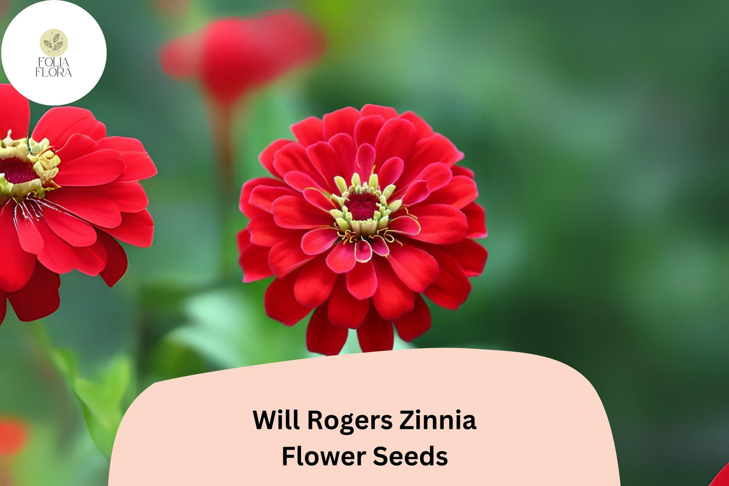 100+ Will Rogers Zinnia Seeds – Bright Scarlet Red Non-GMO Annual Flowers for Garden Planting & Cut Flower Gardens