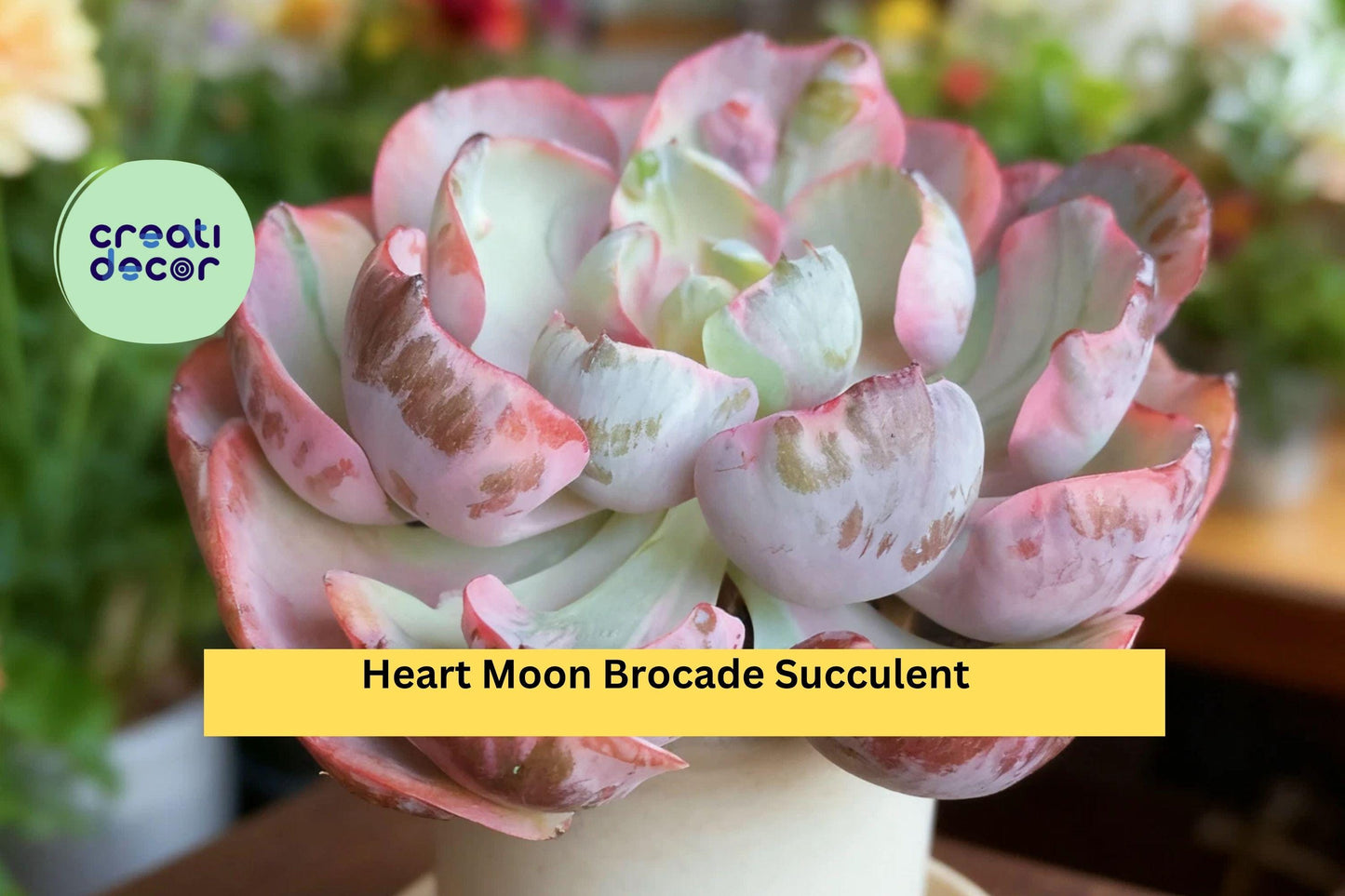 Heart Moon Brocade Succulent – Rare Variegated Live Plant, Bare Root Starter, Easy Care Indoor or Outdoor Decorative Plant