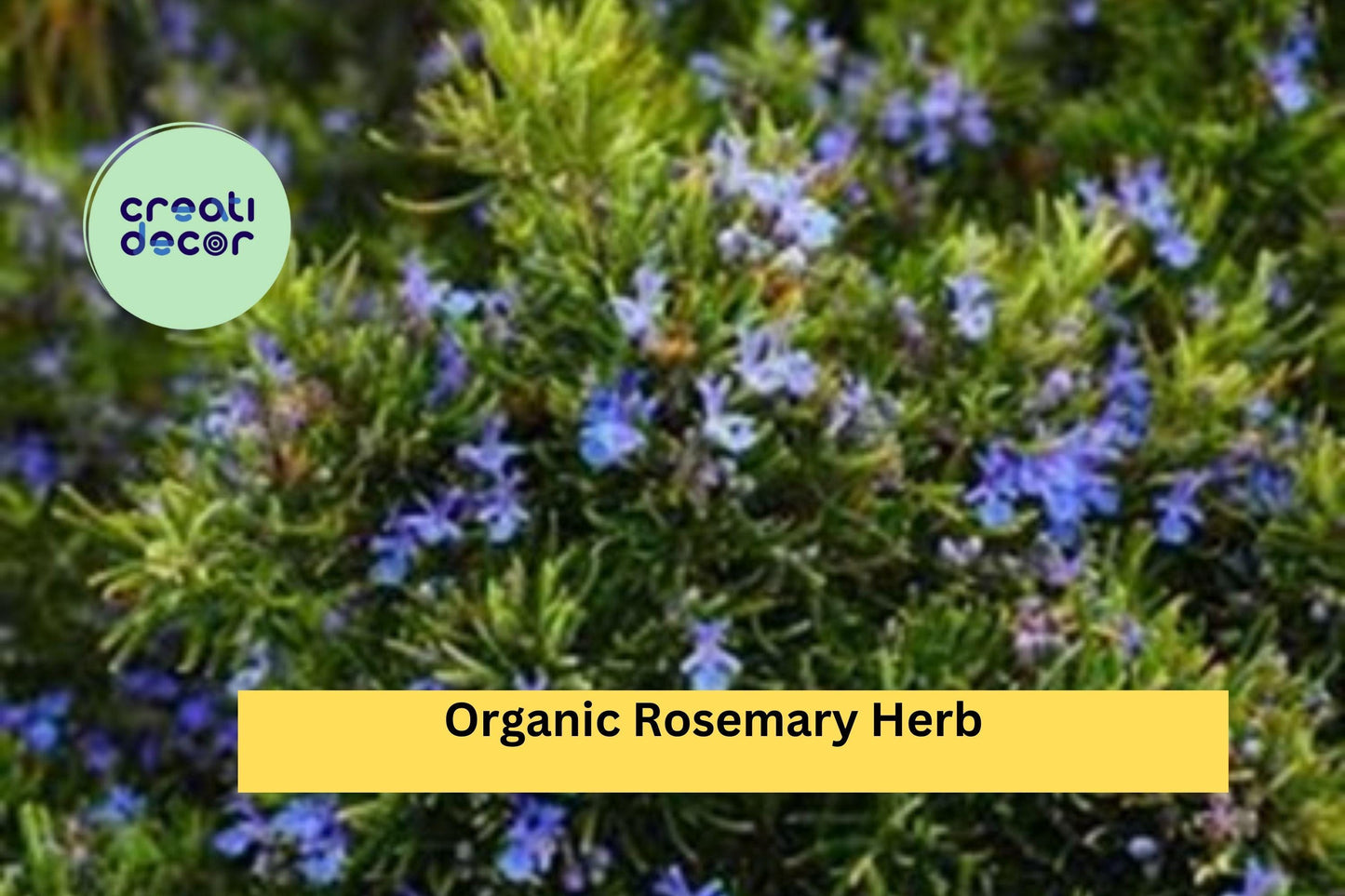 Organic Rosemary – 12 Live Cuttings (10" Each), Salvia rosmarinus Herb Starter Plants, Culinary & Ornamental Evergreen Shrub