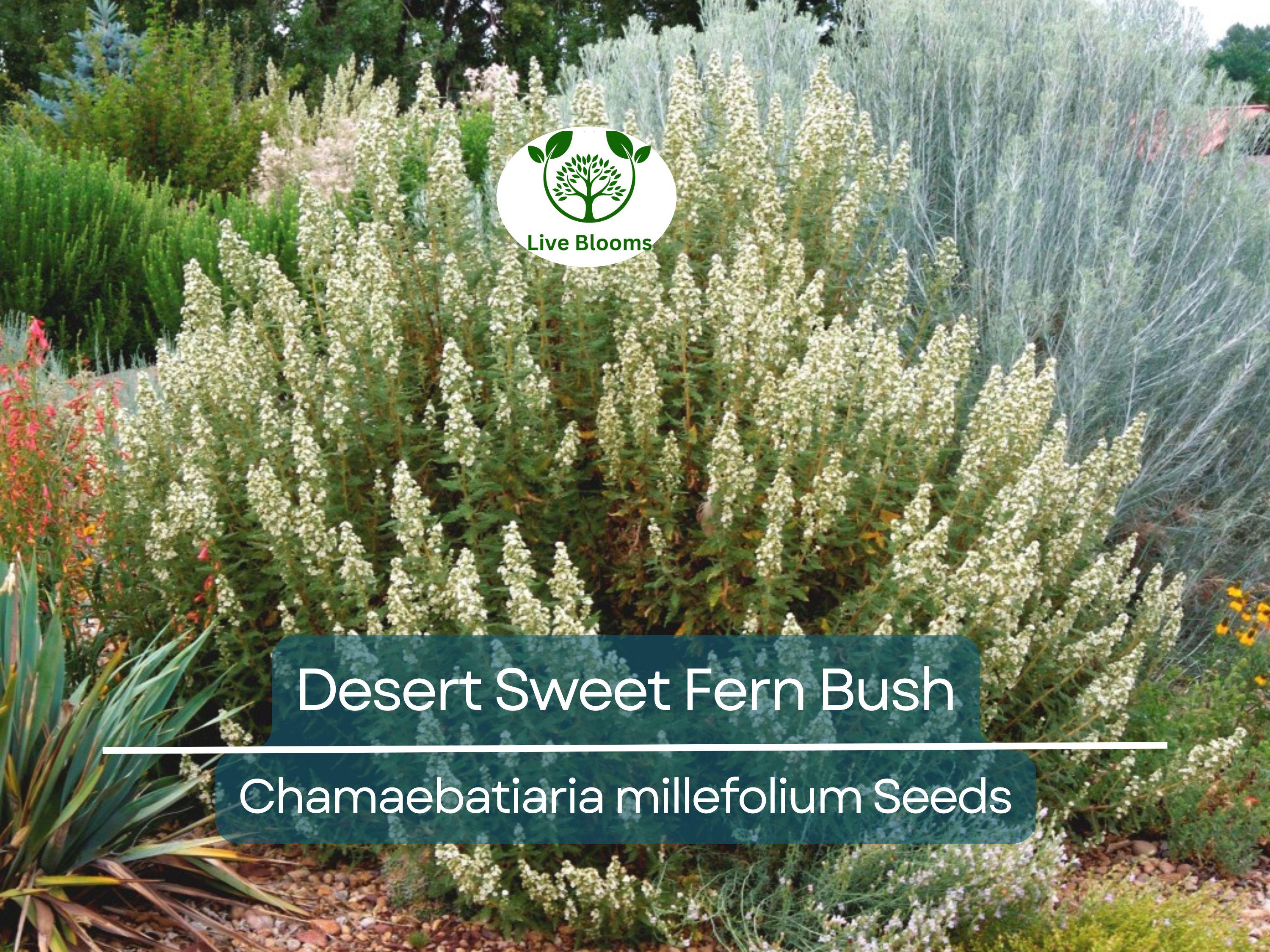 20 Desert Sweet Fern Bush Seeds (C. millefolium) | Native Hedge Shrub, Drought Tolerant, Low Maintenance, Perfect for Landscaping
