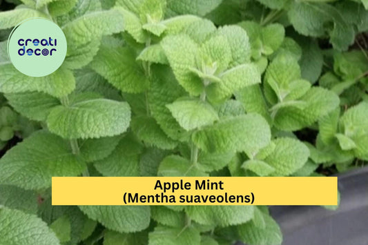 4 Hardy Apple Mint Plants – Mentha suaveolens Root Stock from Smoky Mountains TN – Fast Growing Perennial Herb for Garden